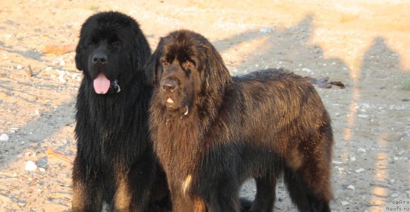 Фото: ньюфаундленд YAhont Dragocennyiy (Яхонт Драгоценный), ньюфаундленд Neretum Tribe Xagrid