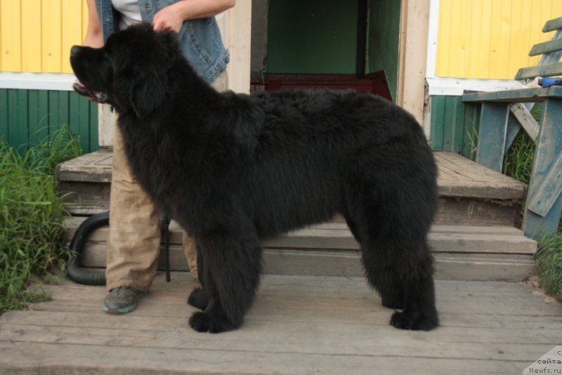 Фото: ньюфаундленд YAhont Dragocennyiy (Яхонт Драгоценный)