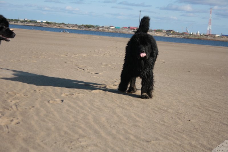 Фото: ньюфаундленд YAntarnaya Mechta (Янтарная Мечта)