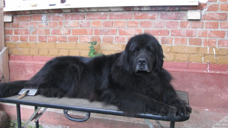 Фото: ньюфаундленд Nort Fyeys Lavanda (Норт Фэйс Лаванда)