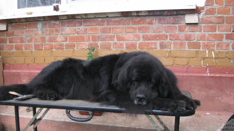 Фото: ньюфаундленд Nort Fyeys Lavanda (Норт Фэйс Лаванда)