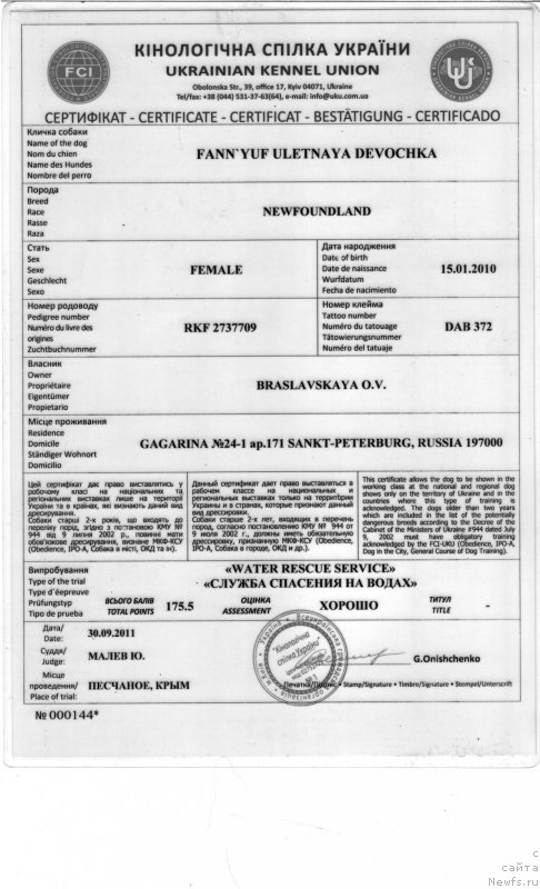 Фото: ньюфаундленд Funnewf Uletnaya Devchenka (Фанньюф Улетная Девчонка)