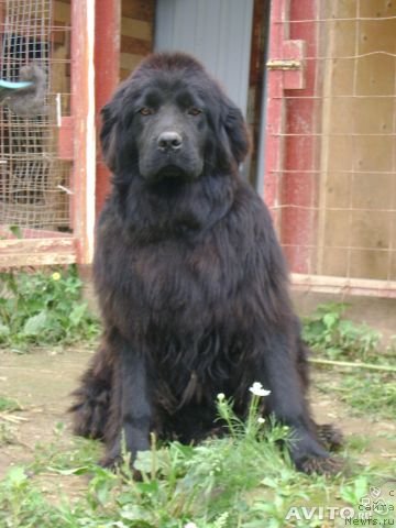 Фото: ньюфаундленд Starbimovlav Umnica (Старбимовлав Умница)