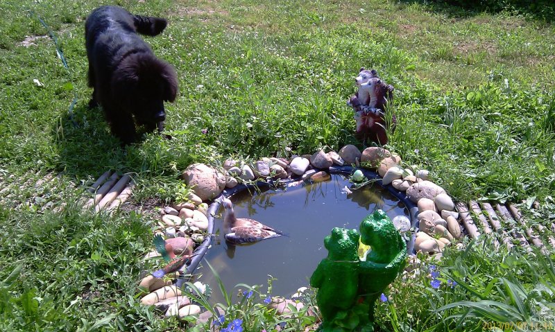 Фото: ньюфаундленд Cezar' Blagorodnyiy (Цезарь Благородный)