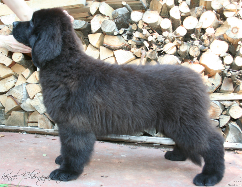 Фотография № 132438