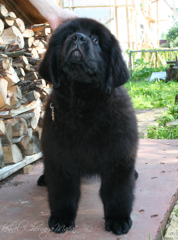 Фотография № 132439