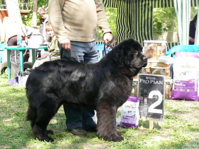 Фото: ньюфаундленд Korol' Ringa s Berega Dona (Король Ринга с Берега Дона)