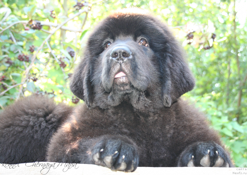 Фото: ньюфаундленд Chernaya Mafia Magic Touch (Черная Мафия Магик Тоуч)