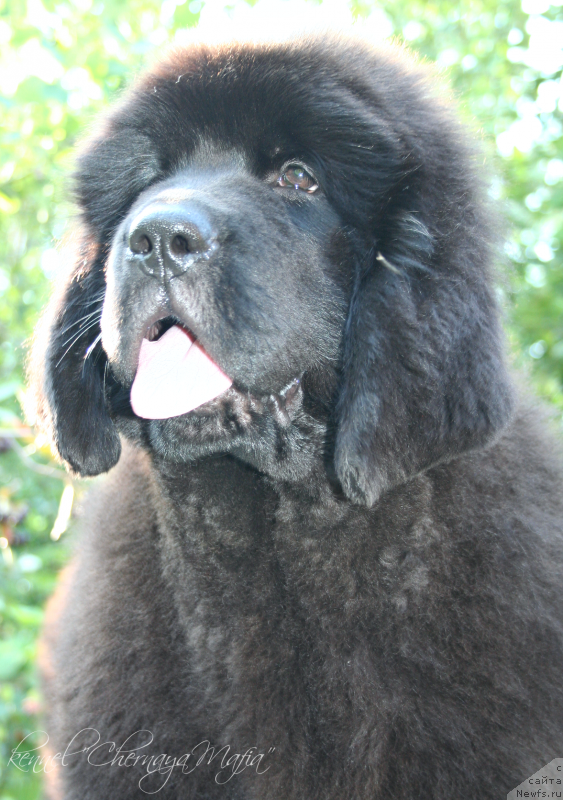 Фотография № 132448