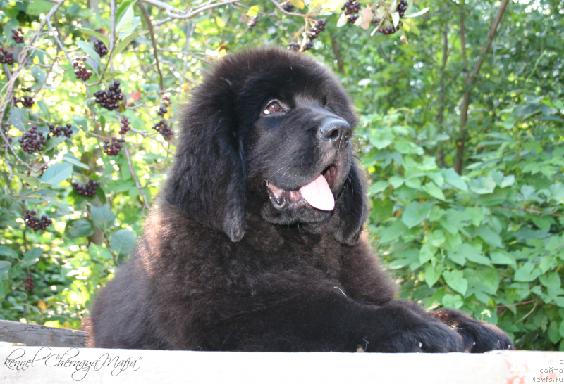 Фотография № 132449