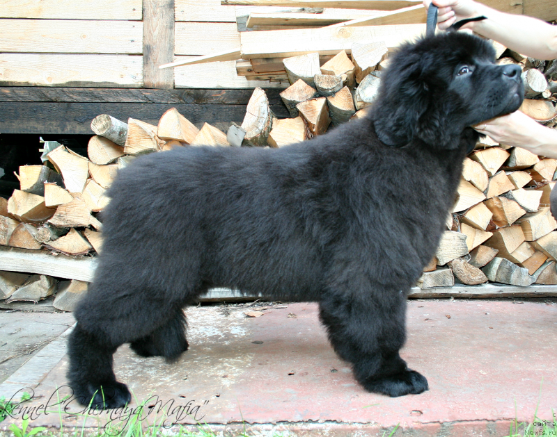 Фотография № 132450