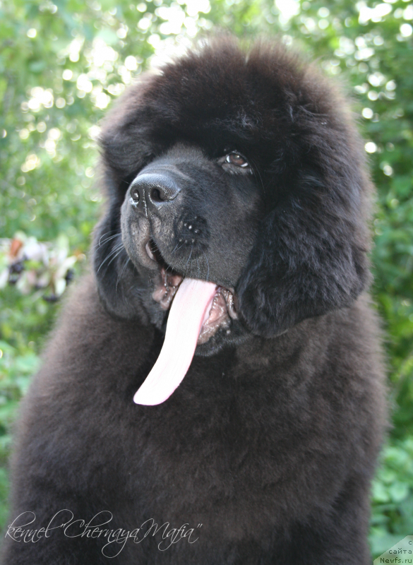 Фотография № 132453