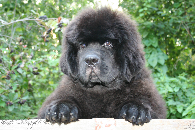 Фотография № 132455