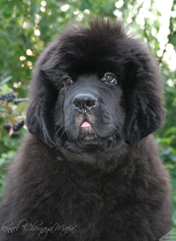 Фотография № 132456