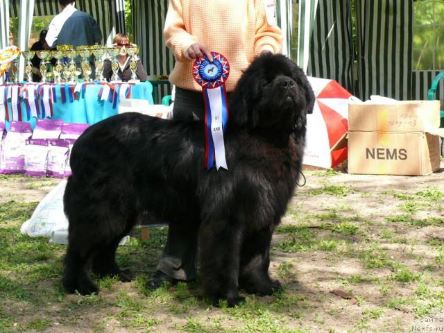 Фото: ньюфаундленд Knyaz Dodon s Berega Dona (Князь Додон с Берега Дона)