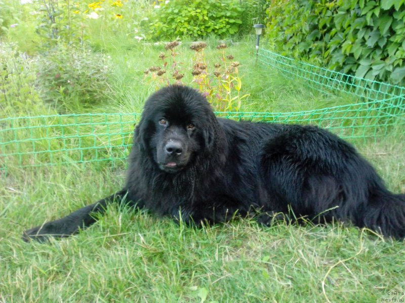 Фото: ньюфаундленд Severtan SHik (Севертан Шик)