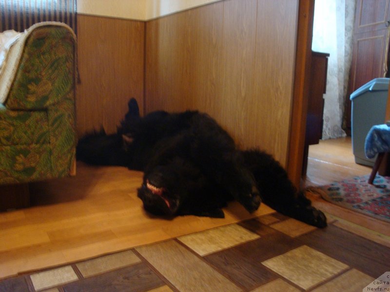 Фото: ньюфаундленд Piternyuf Nota Bene (Питерньюф Нота Бене)