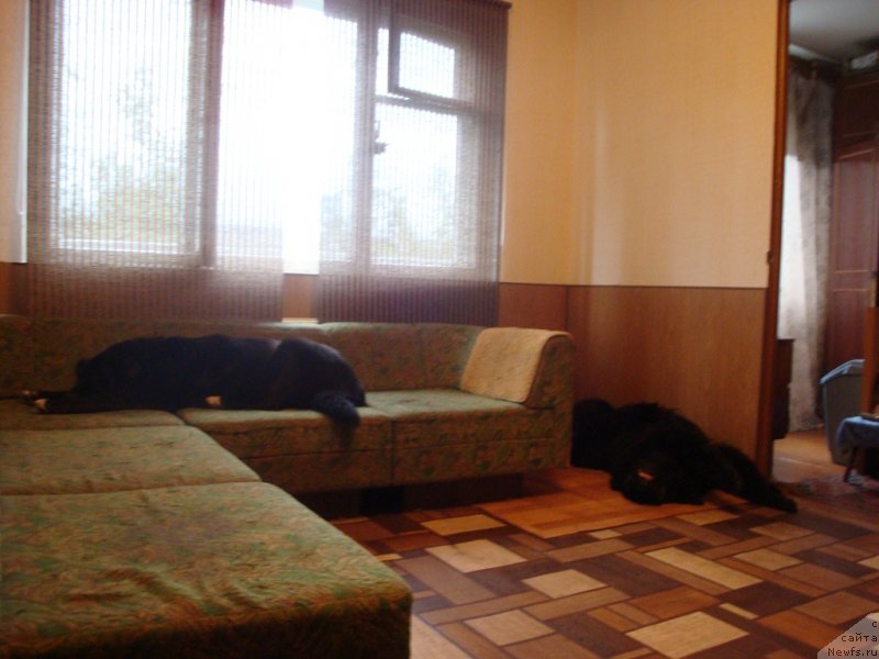 Фото: ньюфаундленд Piternyuf Nota Bene (Питерньюф Нота Бене), Пират