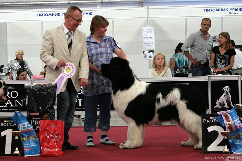 Фото: ньюфаундленд Super Premium Zhodo Ferolli (Супер Премиум Жодо Феролли)