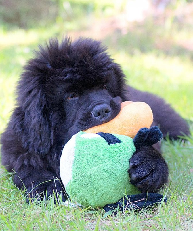 Фото: ньюфаундленд Smigar Liverpulsiy Chetvertak (Смигар Ливерпульский Четвертак)