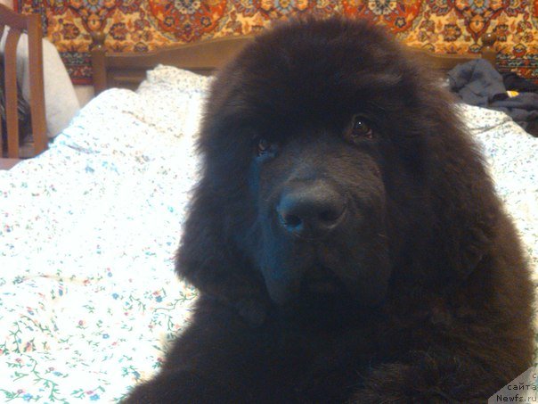 Фотография № 132482