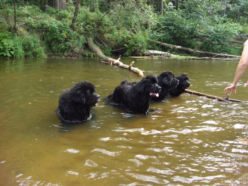 Фото: ньюфаундленд Akin Soul Sofiya (Акин Соул София), ньюфаундленд Lesnaya Skazka Lunnaya Sonata (Лесная Сказка Лунная Соната), ньюфаундленд Baryishnya (Барышня)