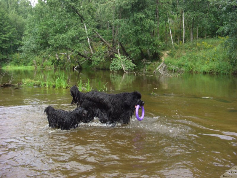 Фото: ньюфаундленд Baryishnya (Барышня)