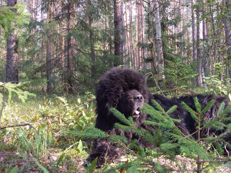 Фото: ньюфаундленд Andjel Viktorius (Анджел Викториус)