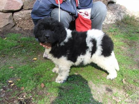Фото: ньюфаундленд Plushevaya Panda Debra (Плюшевая Панда Дэбра)