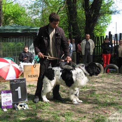 Фото: ньюфаундленд Daanich SCHegol' SCHegol (Даанич Щеголь Щегол)