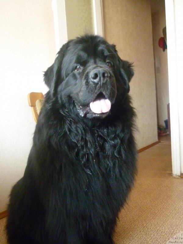 Фото: ньюфаундленд Ekselent Stil  iz Medvej'ego YAra (Екселент Стил  из Медвежьего Яра)