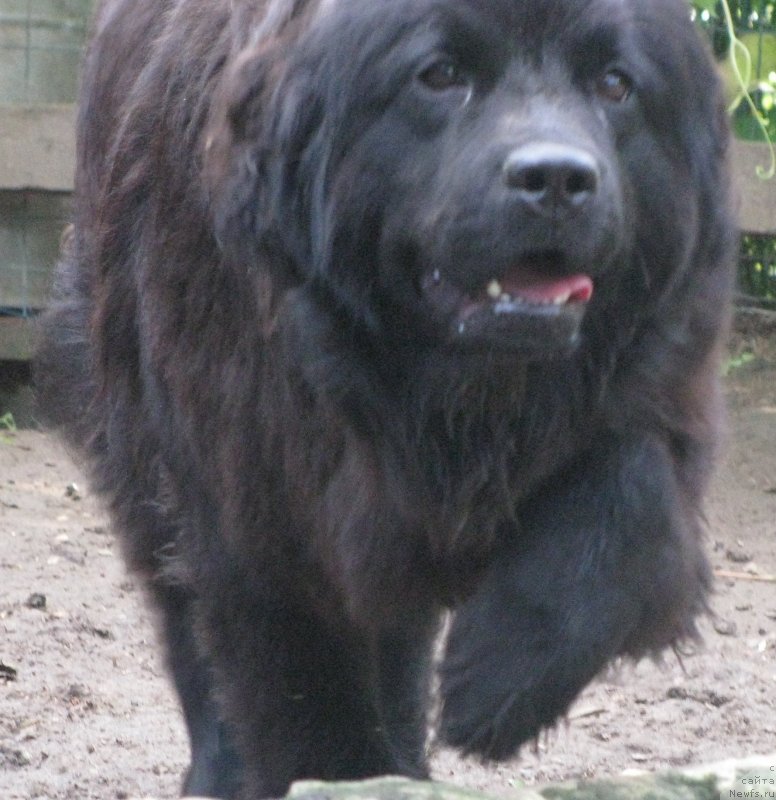 Фото: ньюфаундленд Starbimovlav Samaya Krasivaya Sofiya (Старбимовлав Самая Красивая София)