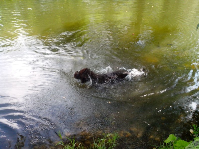 Фото: ньюфаундленд Aquatoriya Kelvin Heather Honey (Акватория Келвин Хизер Хани)