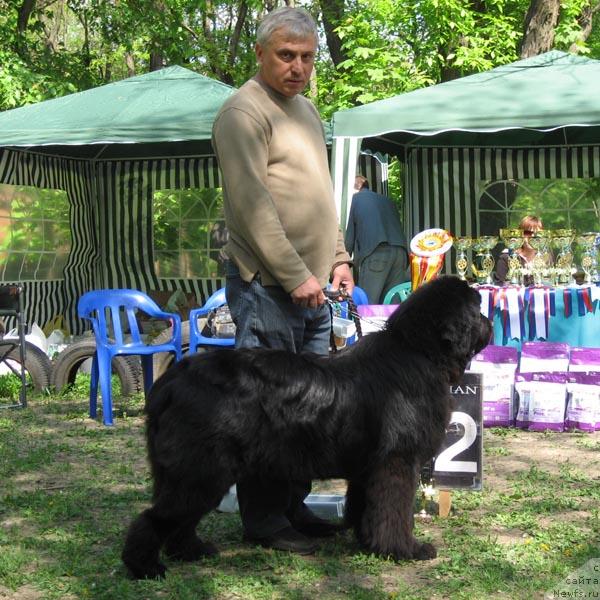 Фото: ньюфаундленд Korol' Ringa s Berega Dona (Король Ринга с Берега Дона)