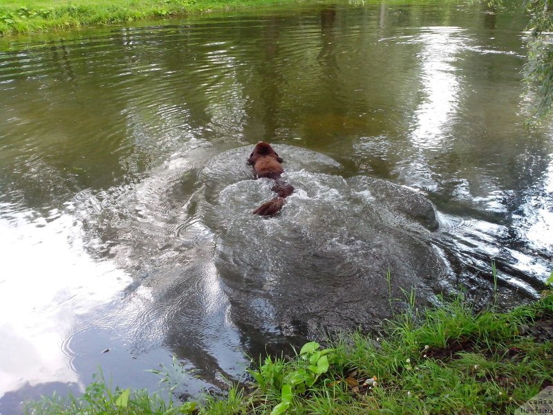 Фото: ньюфаундленд Aquatoriya Kelvin Heather Honey (Акватория Келвин Хизер Хани)