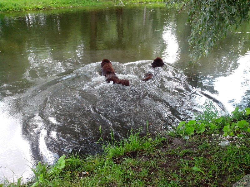 Фото: ньюфаундленд Aquatoriya Kelvin Heather Honey (Акватория Келвин Хизер Хани), ньюфаундленд Fann'yuf Aurika Abissiniya (Фанньюф Аурика Абиссиния)