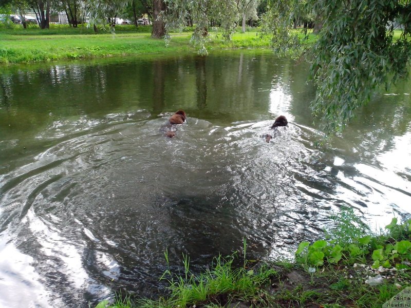 Фото: ньюфаундленд Aquatoriya Kelvin Heather Honey (Акватория Келвин Хизер Хани), ньюфаундленд Fann'yuf Aurika Abissiniya (Фанньюф Аурика Абиссиния)