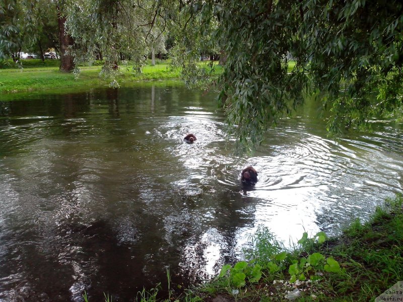 Фото: ньюфаундленд Aquatoriya Kelvin Heather Honey (Акватория Келвин Хизер Хани), ньюфаундленд Fann'yuf Aurika Abissiniya (Фанньюф Аурика Абиссиния)