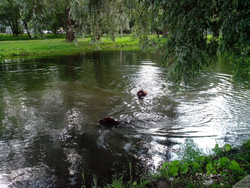 Фото: ньюфаундленд Aquatoriya Kelvin Heather Honey (Акватория Келвин Хизер Хани), ньюфаундленд Fann'yuf Aurika Abissiniya (Фанньюф Аурика Абиссиния)