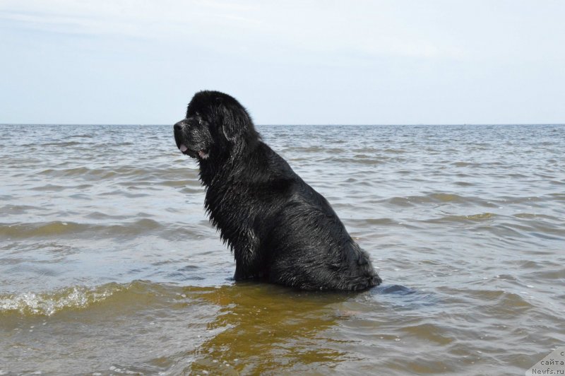 Фото: ньюфаундленд Aquatoriya Kelvin Kadril (Акватория Келвин Кадриль)