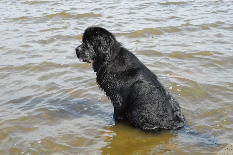 Фото: ньюфаундленд Aquatoriya Kelvin Kadril (Акватория Келвин Кадриль)