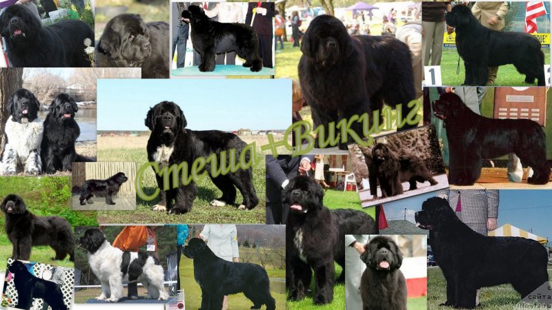 Фото: ньюфаундленд Ikona Stilya (Икона Стиля)