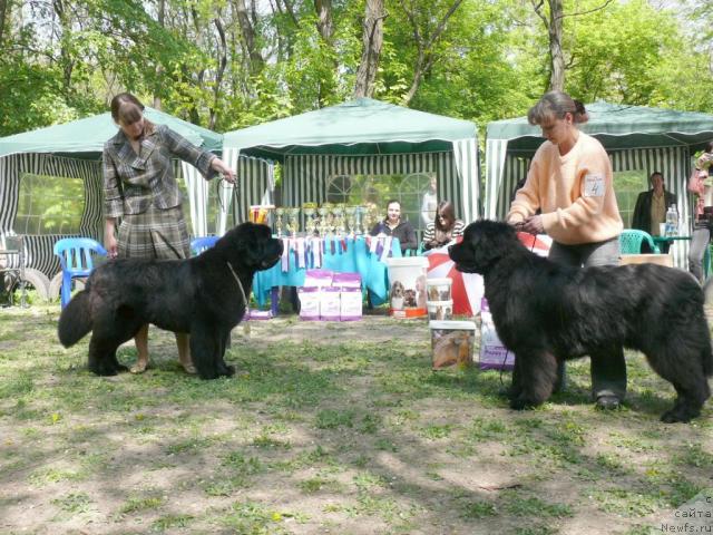 Фото: ньюфаундленд Lunnaya Sonata iz Plemeni Kedra (Лунная Соната из Племени Кедра), ньюфаундленд Knyaz Dodon s Berega Dona (Князь Додон с Берега Дона)