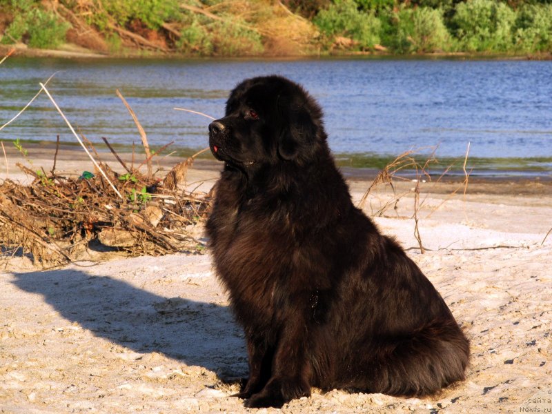 Фотография № 132525