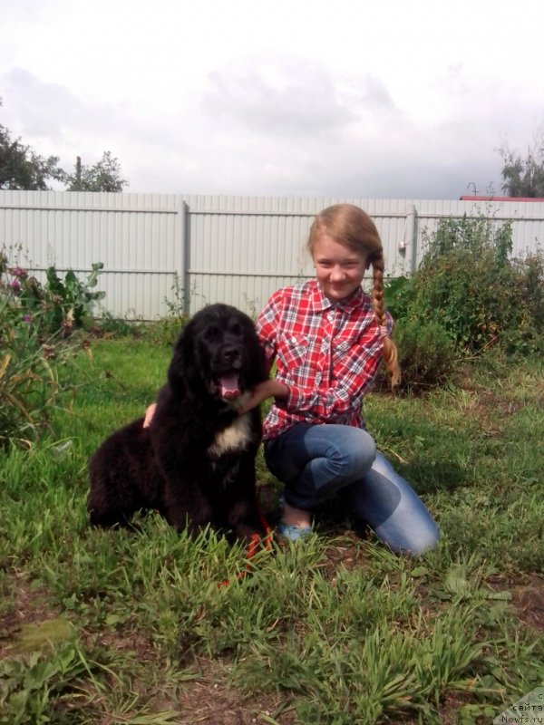 Фото: ньюфаундленд Sent Djons Evraziya (Сент Джонс Евразия)