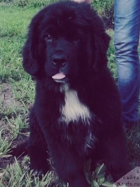 Фотография № 132528