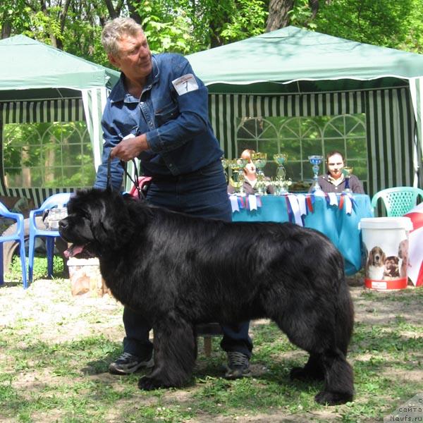 Фото: ньюфаундленд Zakadychny Dryg s Berega Dona (Закадычный Друг с Берега Дона)