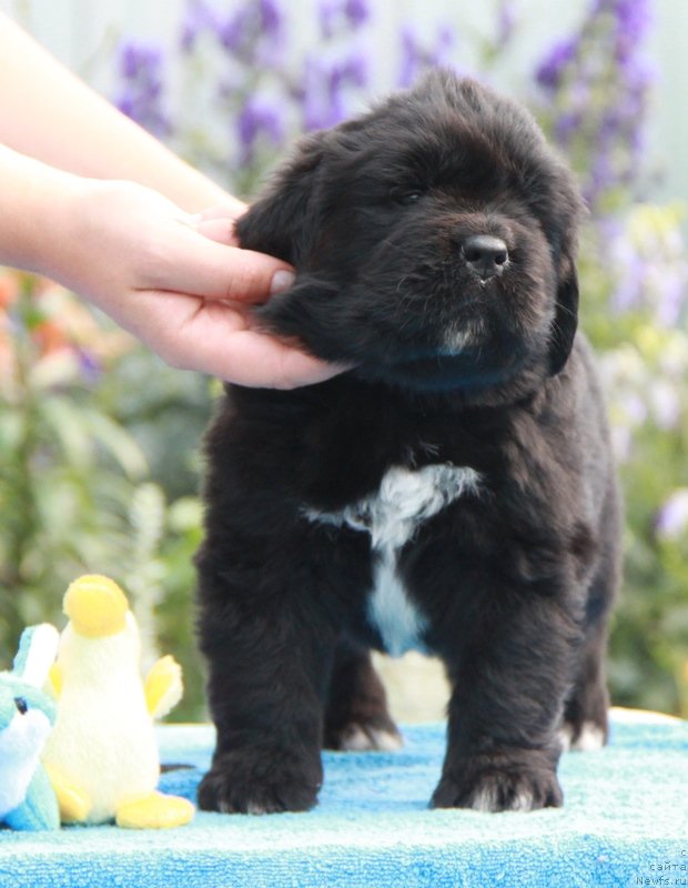Фото: ньюфаундленд Akvian Song Lavatera (Аквиан Сонг Лаватера)
