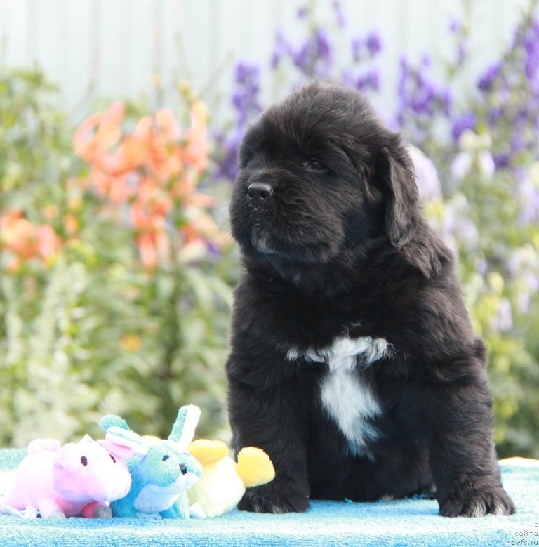 Фото: ньюфаундленд Akvian Song Lavatera (Аквиан Сонг Лаватера)