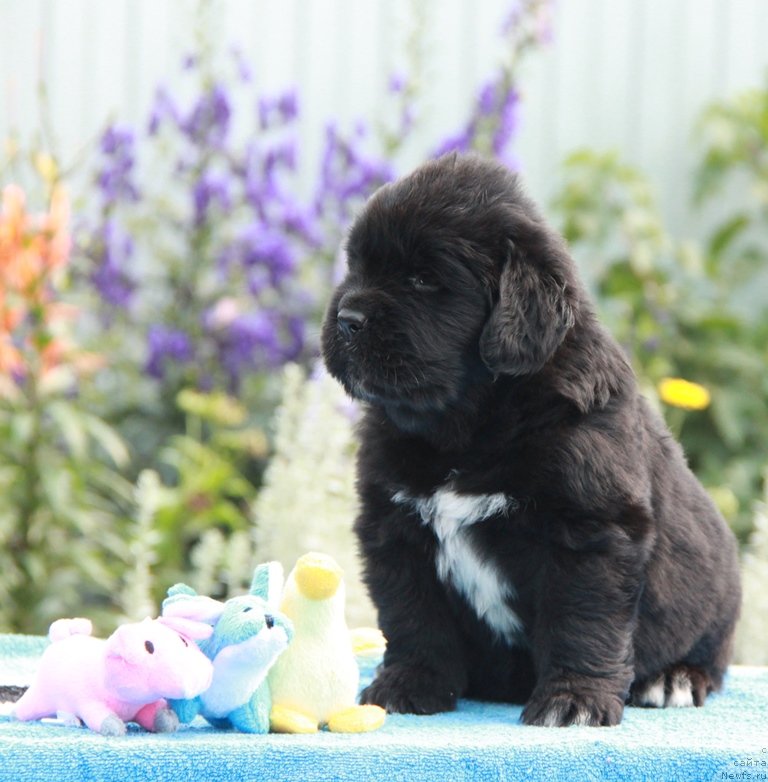 Фото: ньюфаундленд Akvian Song Lavatera (Аквиан Сонг Лаватера)